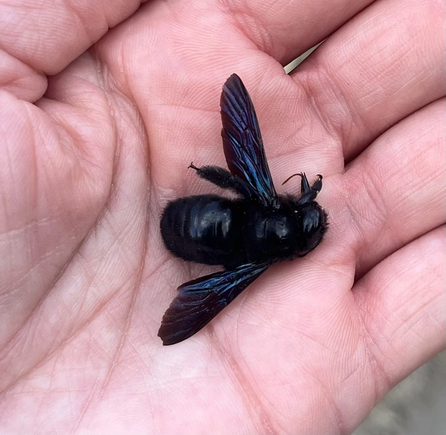 Xylocopa