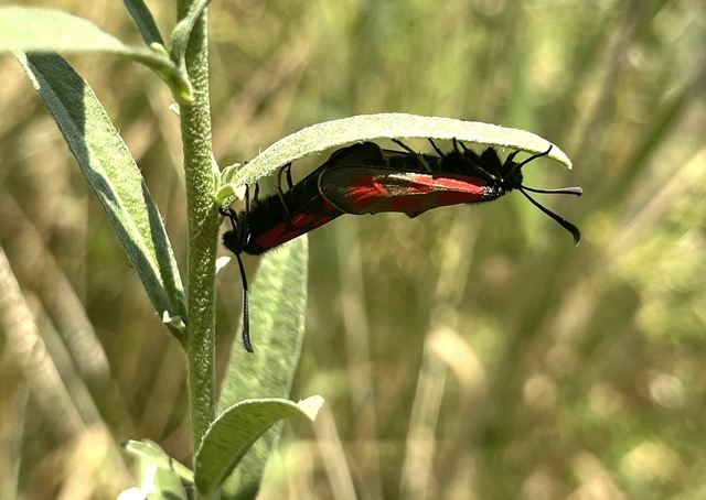 Zygaena loti - közönséges csüngőlepke