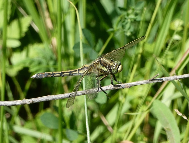 Orthetrum albistylum - fehérfarkú pásztorszitakötő