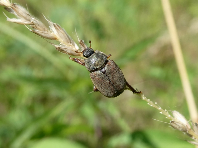 Hoplia philanthus