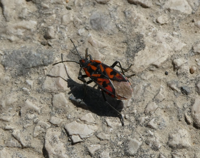 Spilostethus saxatilis - virágbodobács