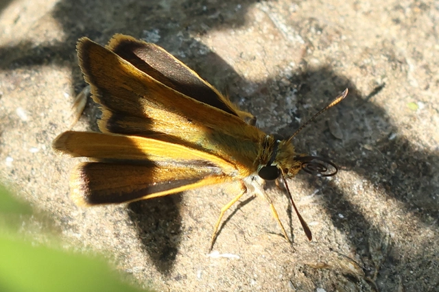 Thymelicus acteon - csíkos busalepke
