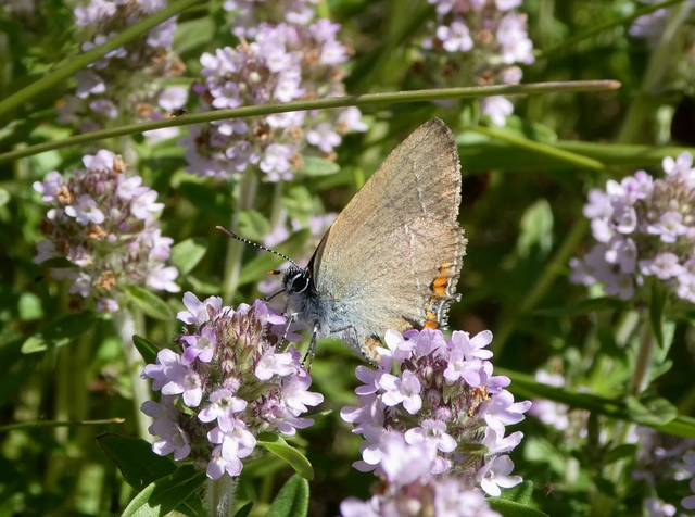 Satyrium acaciae - akác-csücsköslepke
