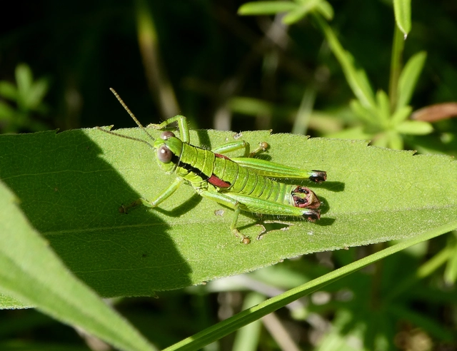 Odontopodisma decipiens - déli hegyisáska