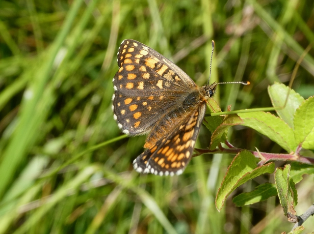 Melitaea britomartis - barnás tarkalepke