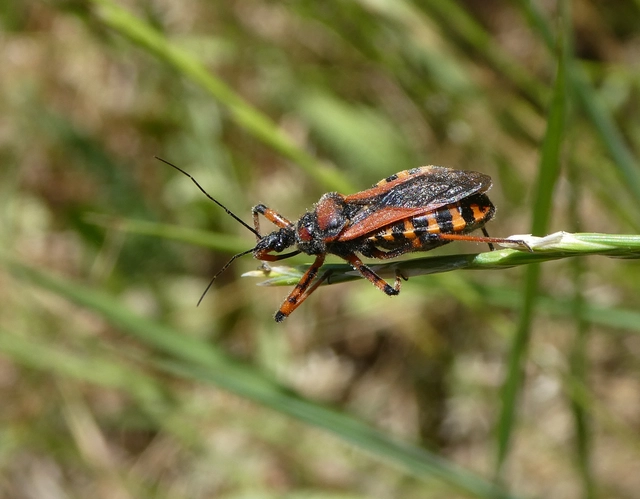 Rhynocoris iracundus - közönséges gyilkospoloska
