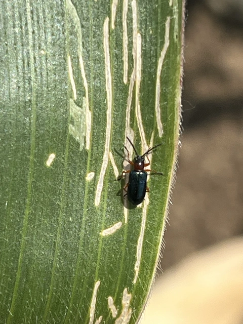 Oulema melanopus/duftschmidi