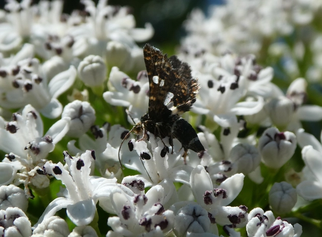 Thyris fenestrella - gyakori ablakosmoly