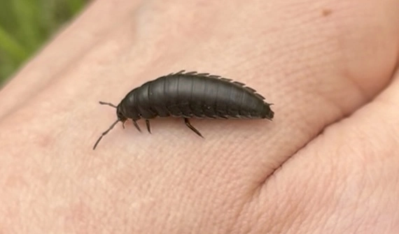 Silphidae - dögbogárfélék