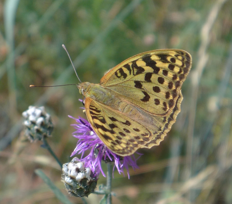 Argynnis pandora - zöldes gyöngyházlepke