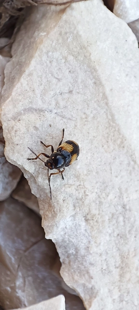 Cryptocephalus moraei - közönséges zömökbogár