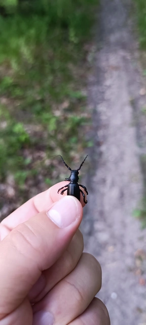 Dorcadion aethiops - fekete gyalogcincér