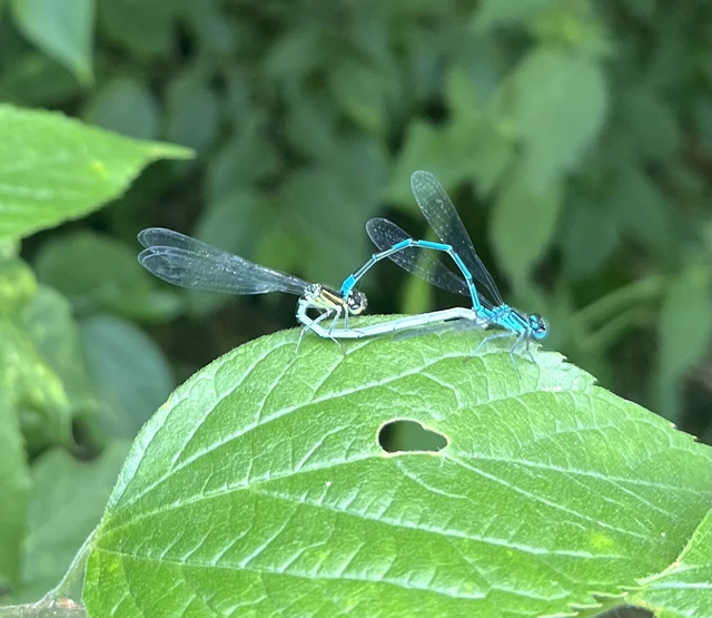 Coenagrion puella - azúrkék légivadász