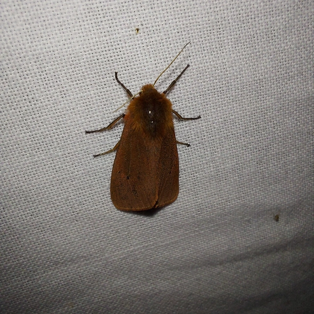 Phragmatobia fuliginosa - füstös medvelepke