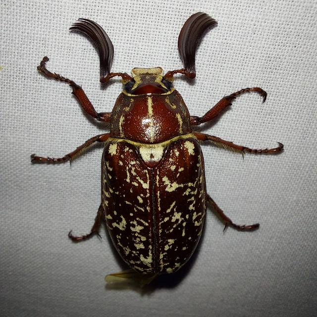 Polyphylla fullo - csapó cserebogár