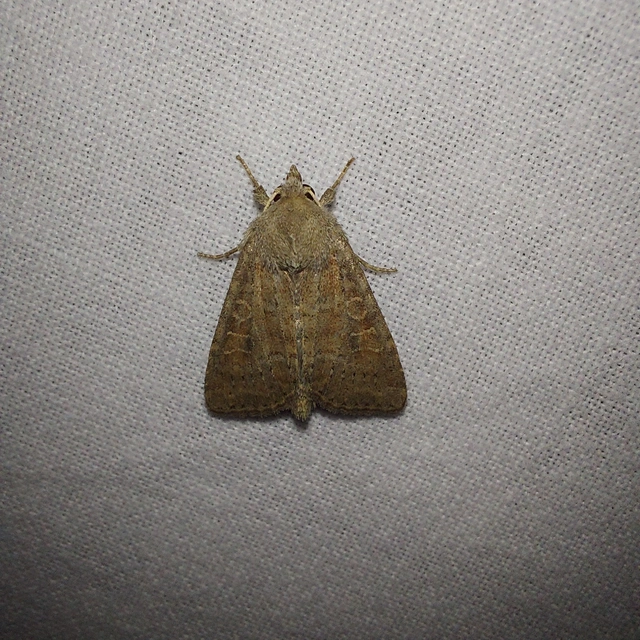 Parastichtis suspecta - sötét erdeibagoly