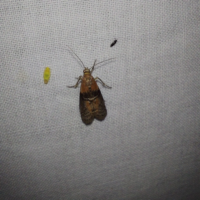 Sciota adelphella - pirosszárnytövű karcsúmoly
