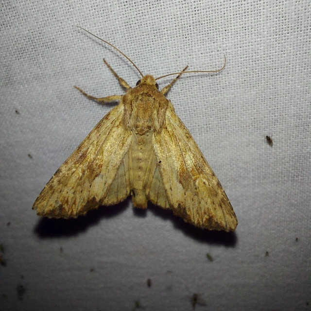 Apamea sublustris - sárgás dudvabagoly