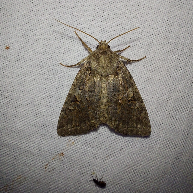 Apterogenum ypsillon - ipszilon-erdeibagoly
