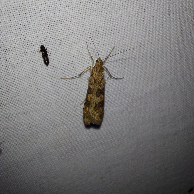 Nomophila noctuella - közönséges vándormoly