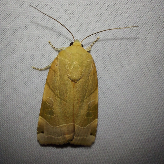 Noctua fimbriata - szélessávú sárgafűbagoly