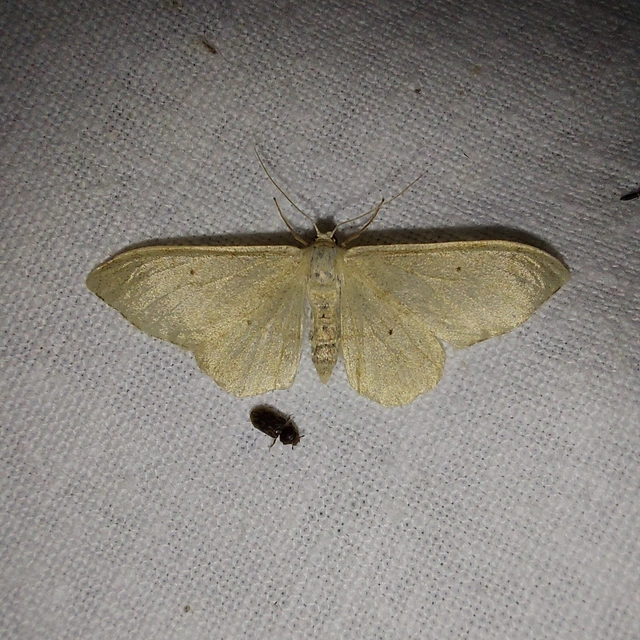 Idaea straminata - szalmasárga sávosaraszoló