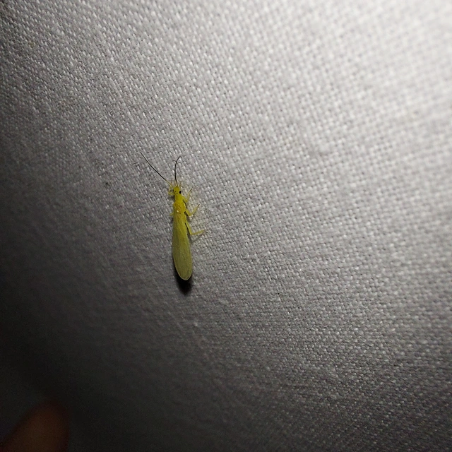 Plecoptera - Álkérészek