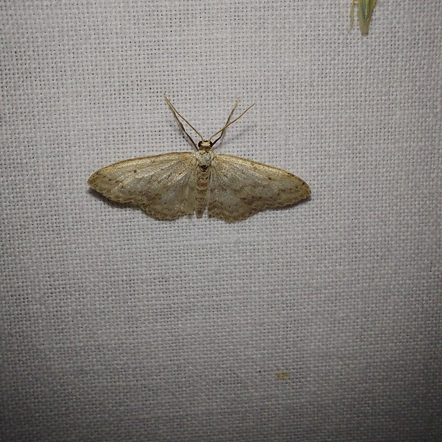 Idaea seriata - szürke apróaraszoló