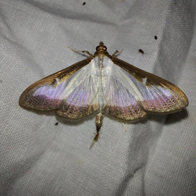 Cydalima perspectalis - puszpáng-tűzmoly
