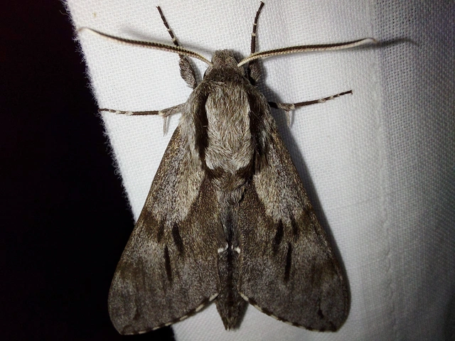 Hyloicus pinastri - fenyőszender