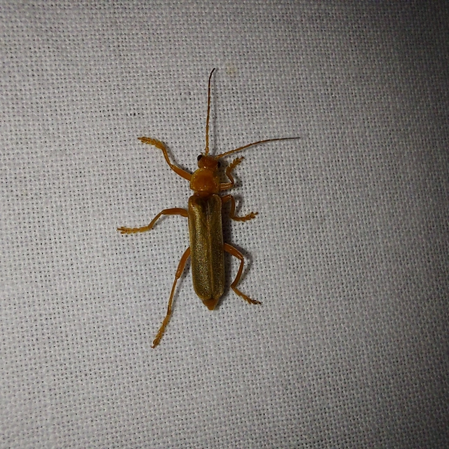 Cantharis rufa - rőt lágybogár