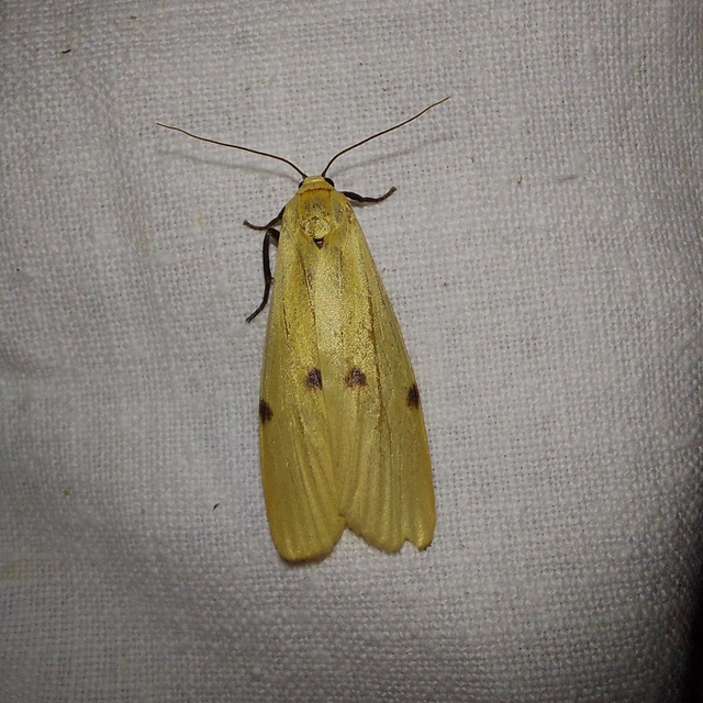 Lithosia quadra - négypettyes zuzmószövő