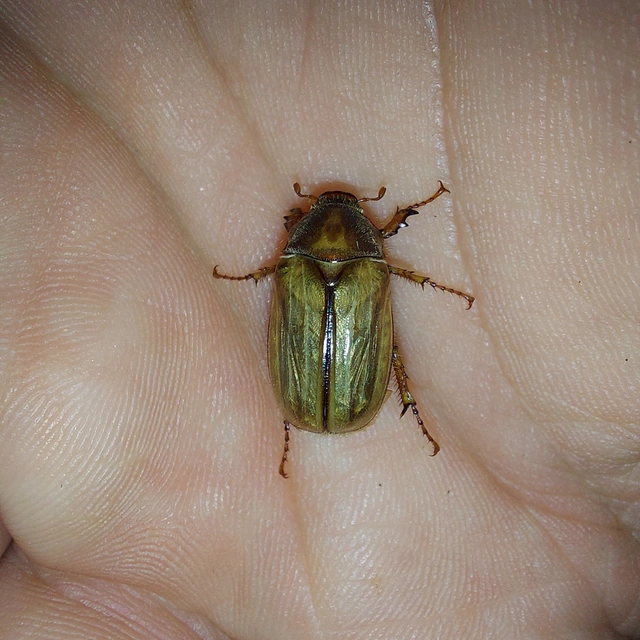 Amphimallon solstitiale - bordás sárgacserebogár