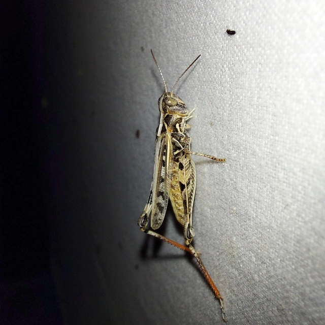 Oedaleus decorus - szalagos sáska