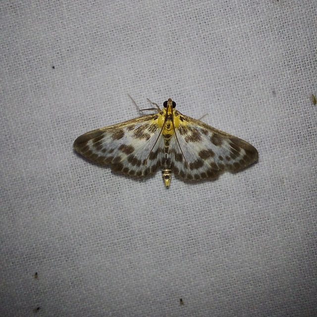 Anania hortulata - tarka csalánmoly
