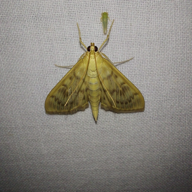 Patania ruralis - csalánevő tűzmoly