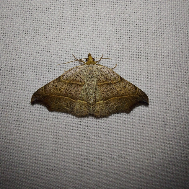 Laspeyria flexula - zuzmóbagoly
