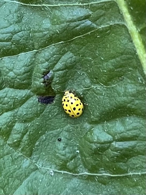 Psyllobora vigintiduopunctata - huszonkétpettyes katica