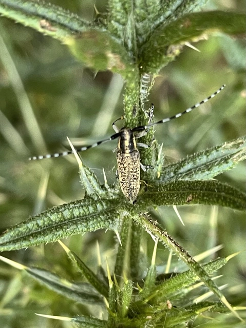 Agapanthia villosoviridescens - fehérgyűrűs bogáncscincér
