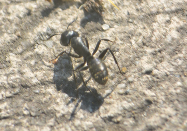 Camponotus vagus - fekete lóhangya