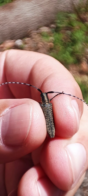 Agapanthia villosoviridescens - fehérgyűrűs bogáncscincér