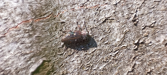 Chrysobothris affinis - aranypettyes díszbogár