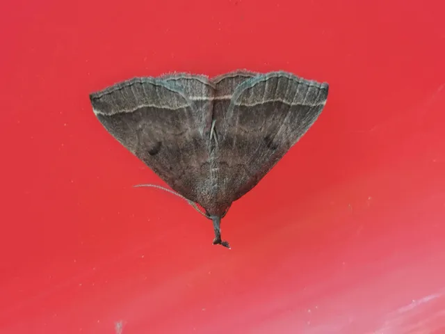 Pechipogo plumigeralis - tollascsápú karcsúbagoly