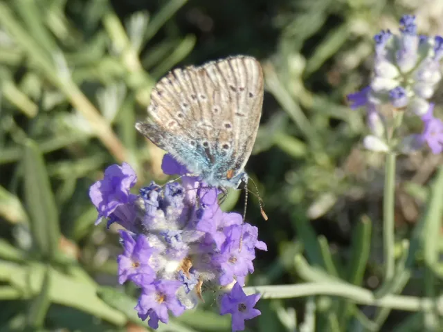 Polyommatus icarus - közönséges boglárka