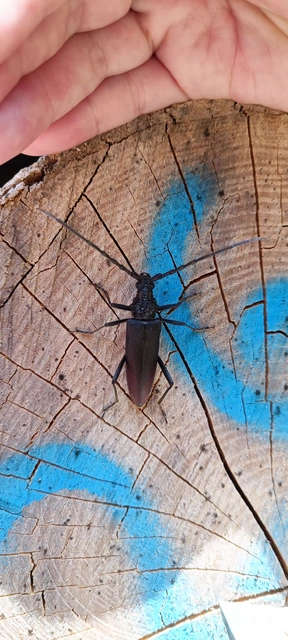 Cerambyx cerdo - nagy hőscincér