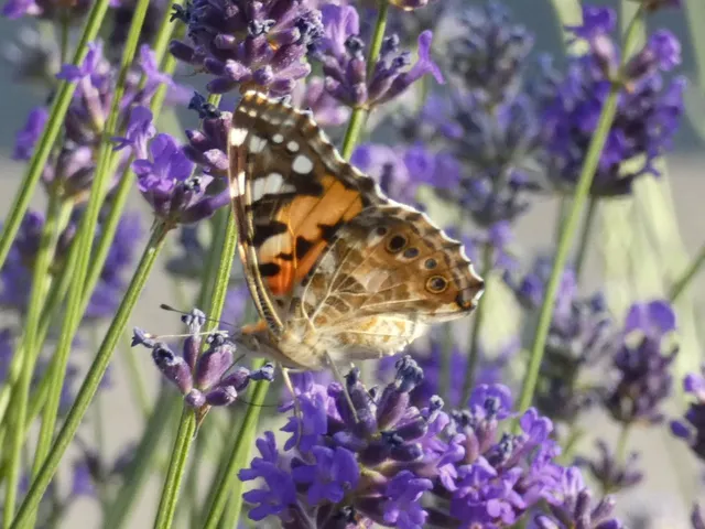 Vanessa cardui - bogáncslepke
