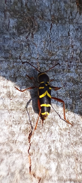 Clytus arietis - közönséges darázscincér