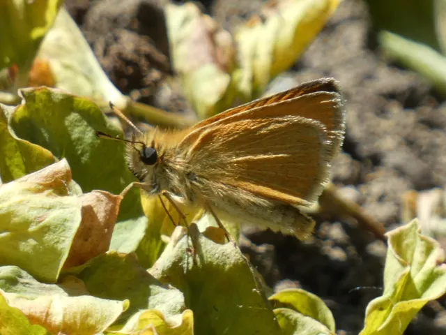 Thymelicus lineola - vonalas busalepke