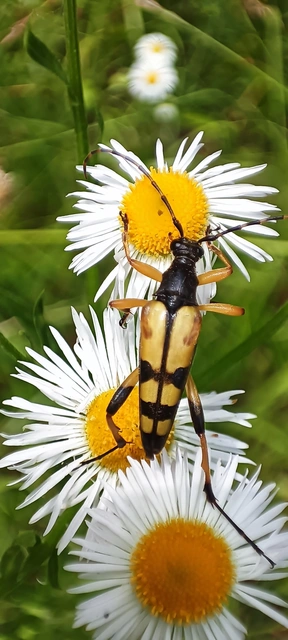 Rutpela maculata - tarkacsápú karcsúcincér