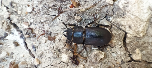 Dorcus parallelipipedus - kis szarvasbogár